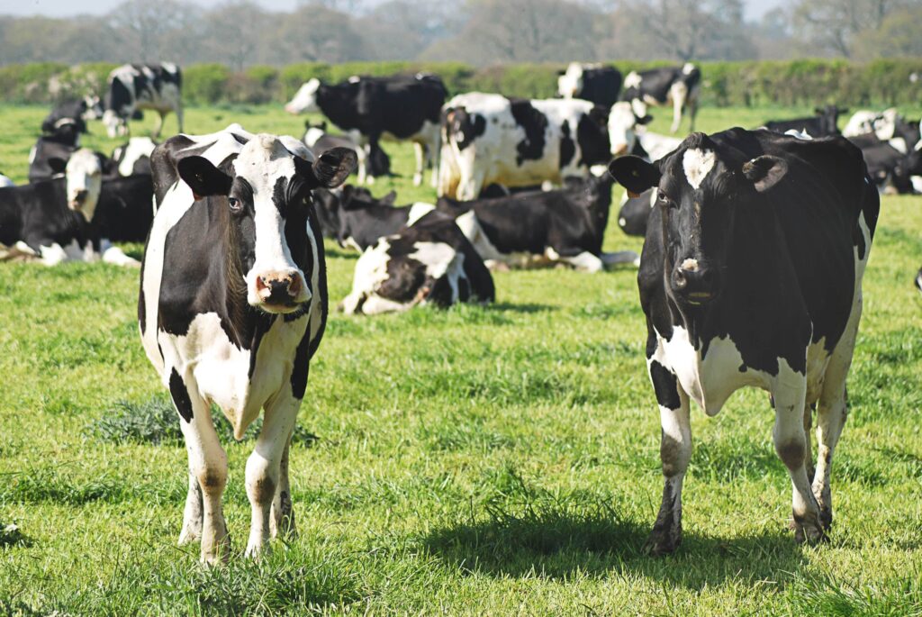 Streekproducten Achterhoek koeien